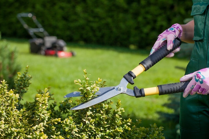 A person using hedge clippers to trim bushes with a lawn mower shown in the background